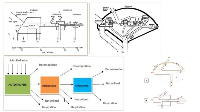 Models of Energy Flow in a Ecosystem - Linear and Y-shaped food chains