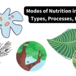 Modes of Nutrition in Protists - Types, Processes, Example