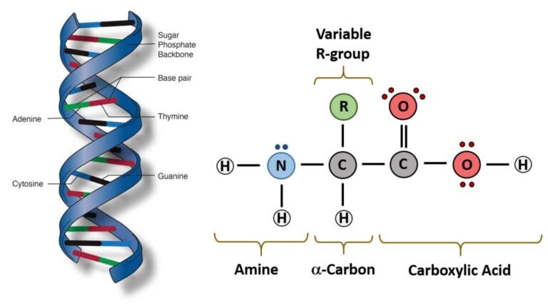 Molecule - Definition, Types, Characteristics, Examples