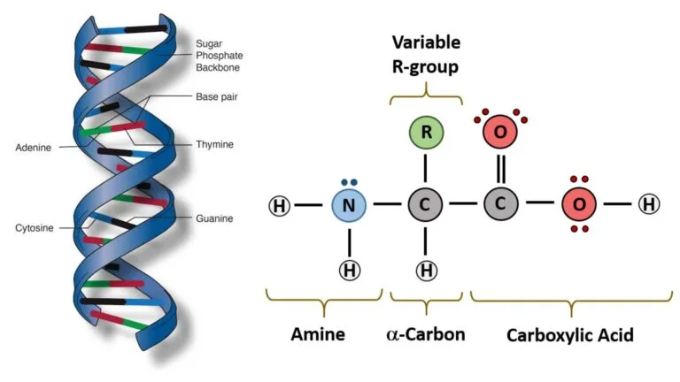 Molecule - Definition, Types, Characteristics, Examples