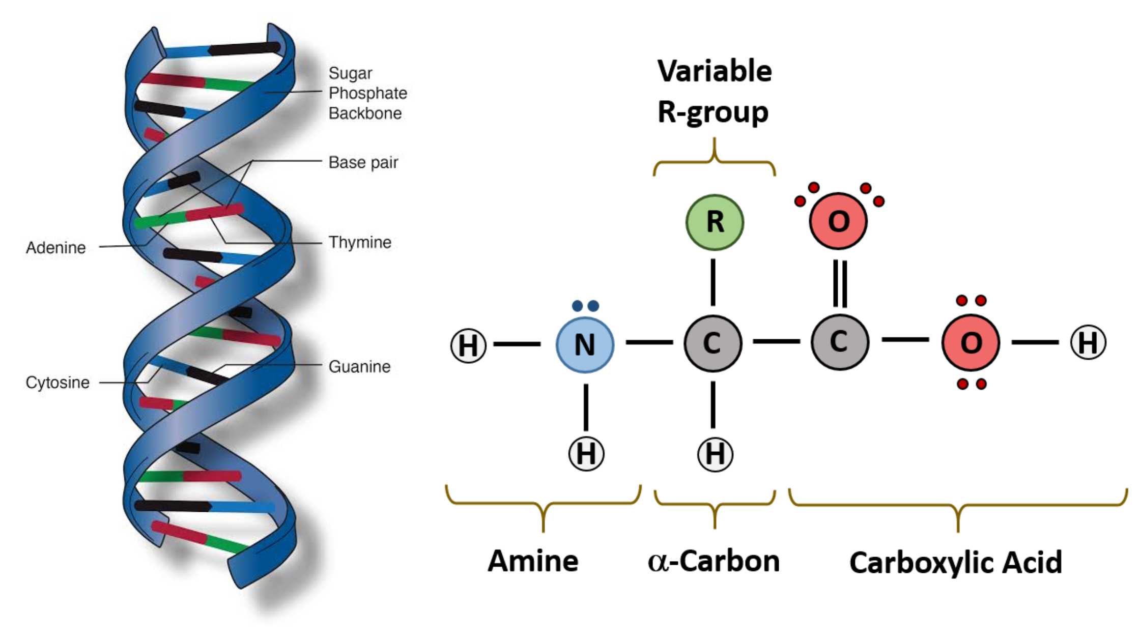 Biochemistry - Biology Notes Online