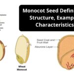 Monocot Seed Definition, Structure, Example, Characteristics