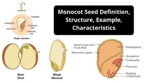 Monocot Seed – Definition, Structure, Example, Characteristics