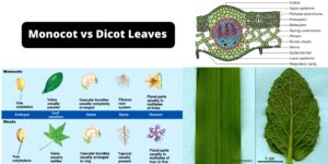 Monocot and Dicot Leaves – Definition, Structure, Functions, and Examples