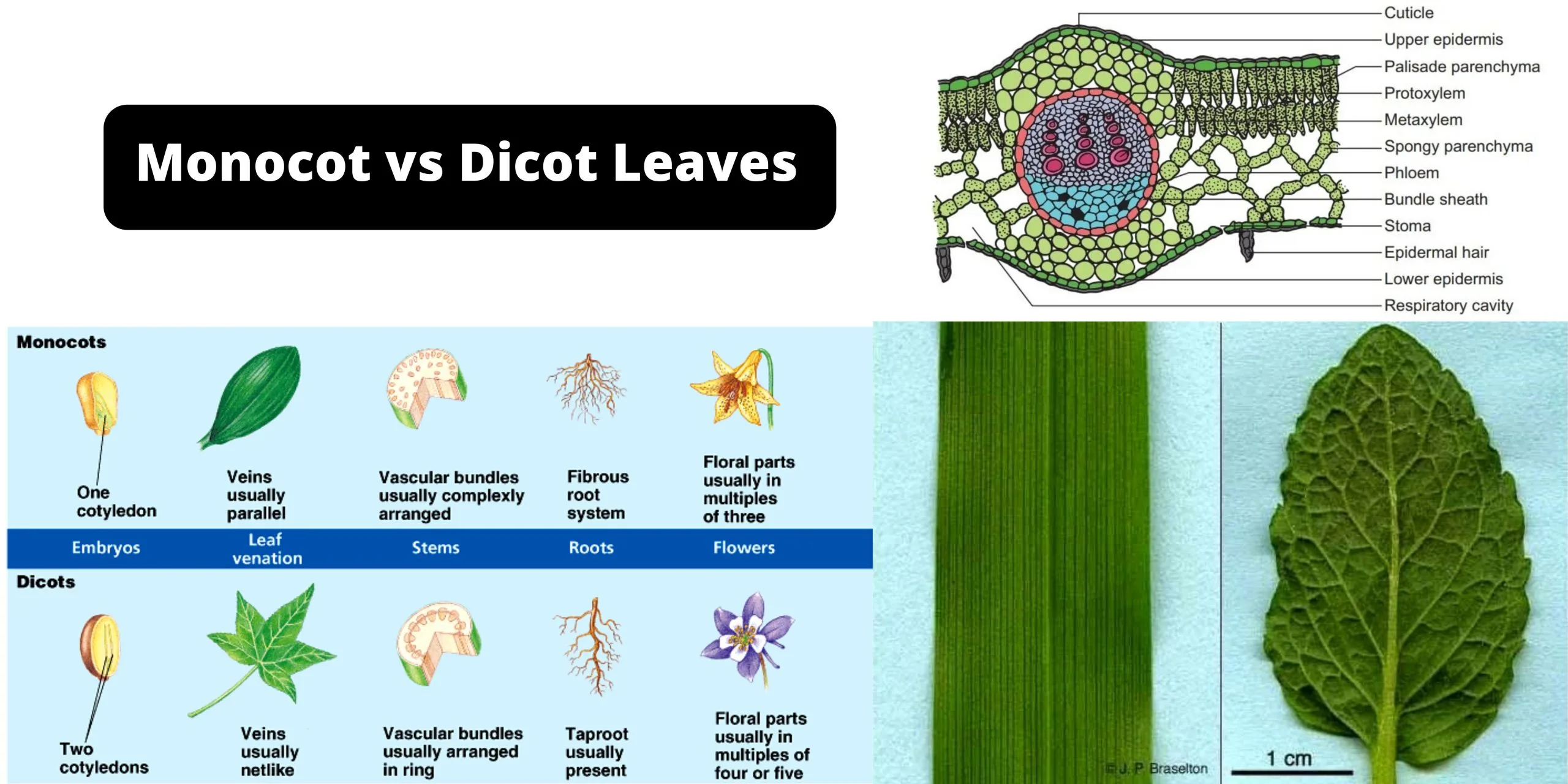 Monocot and Dicot Leaves Definition, Structure, Differences, and Examples
