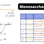 Monosaccharides - Definition, Structure, Types, Examples