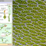 Moss - Definition, Types, Life Cycle, Importance, Examples
