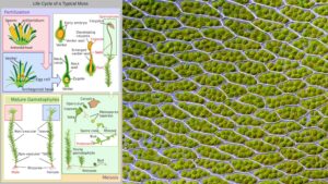 Moss – Definition, Types, Life Cycle, Importance, Examples