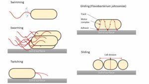 Motility – Definition, Types, Importance, Examples