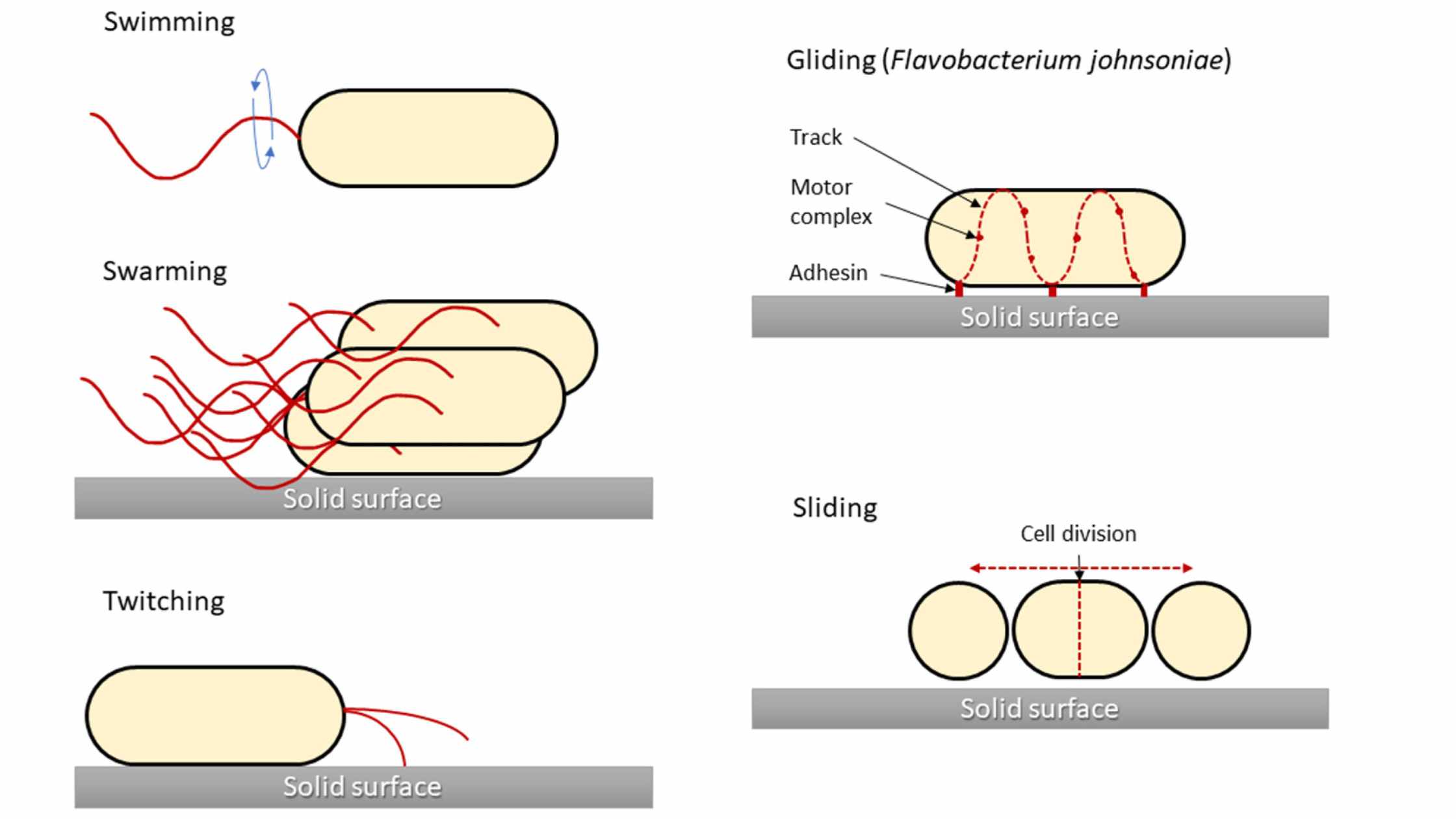 Motility - Definition, Types, Importance, Examples