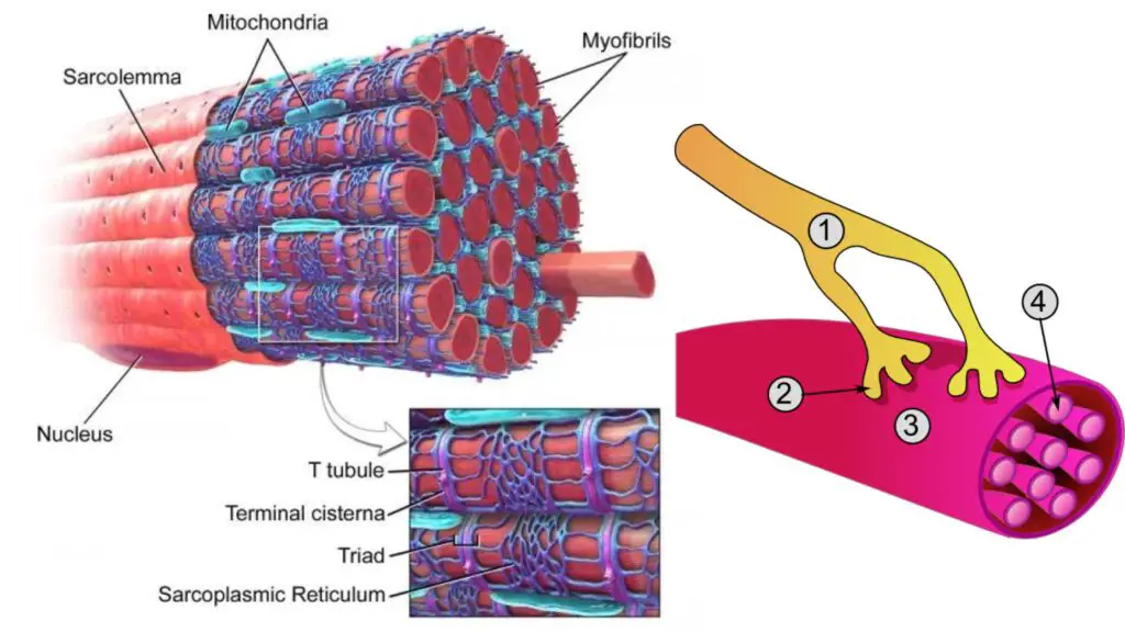 Muscle Cell - Definition, Structure, Functions, Examples - Biology ...