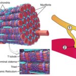 Muscle Cell - Definition, Structure, Functions, Examples