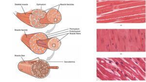 Muscle – Definition, Types, Structure, Functions