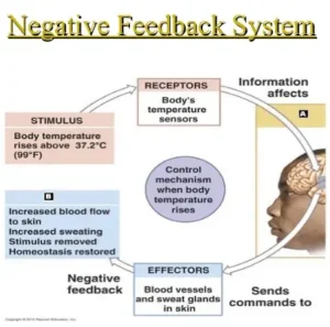 Negative Feedback – Definition, Mechanism, Importance, Examples
