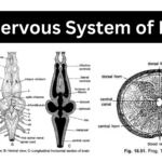 Nervous System of Frog