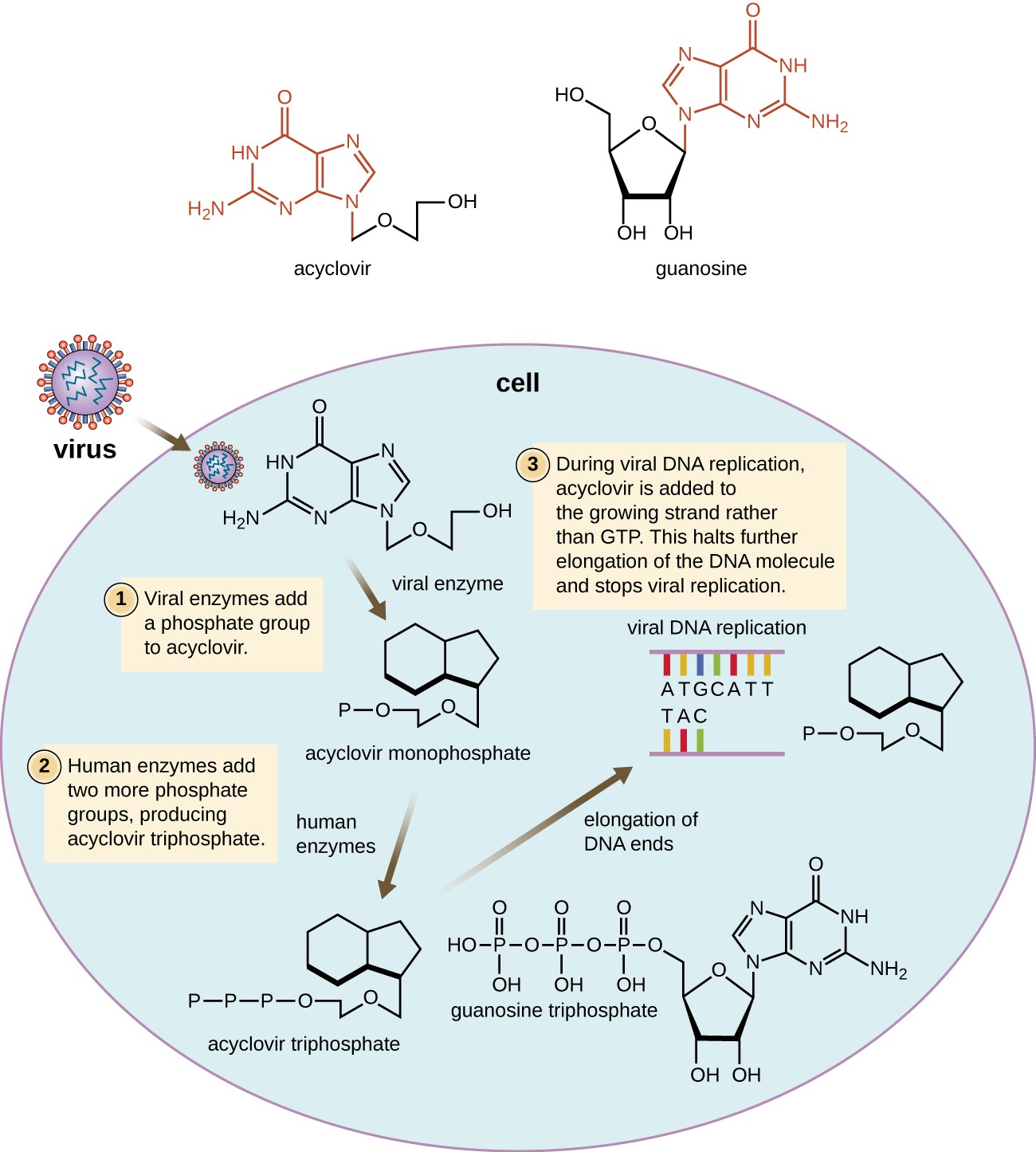 Antiviral Drug - Mode of Action