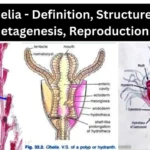 Obelia - Definition, Structure, Metagenesis, Reproduction