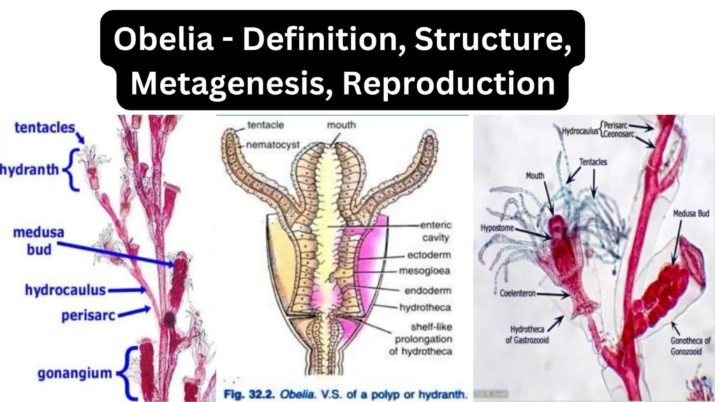 Obelia - Definition, Structure, Metagenesis, Reproduction