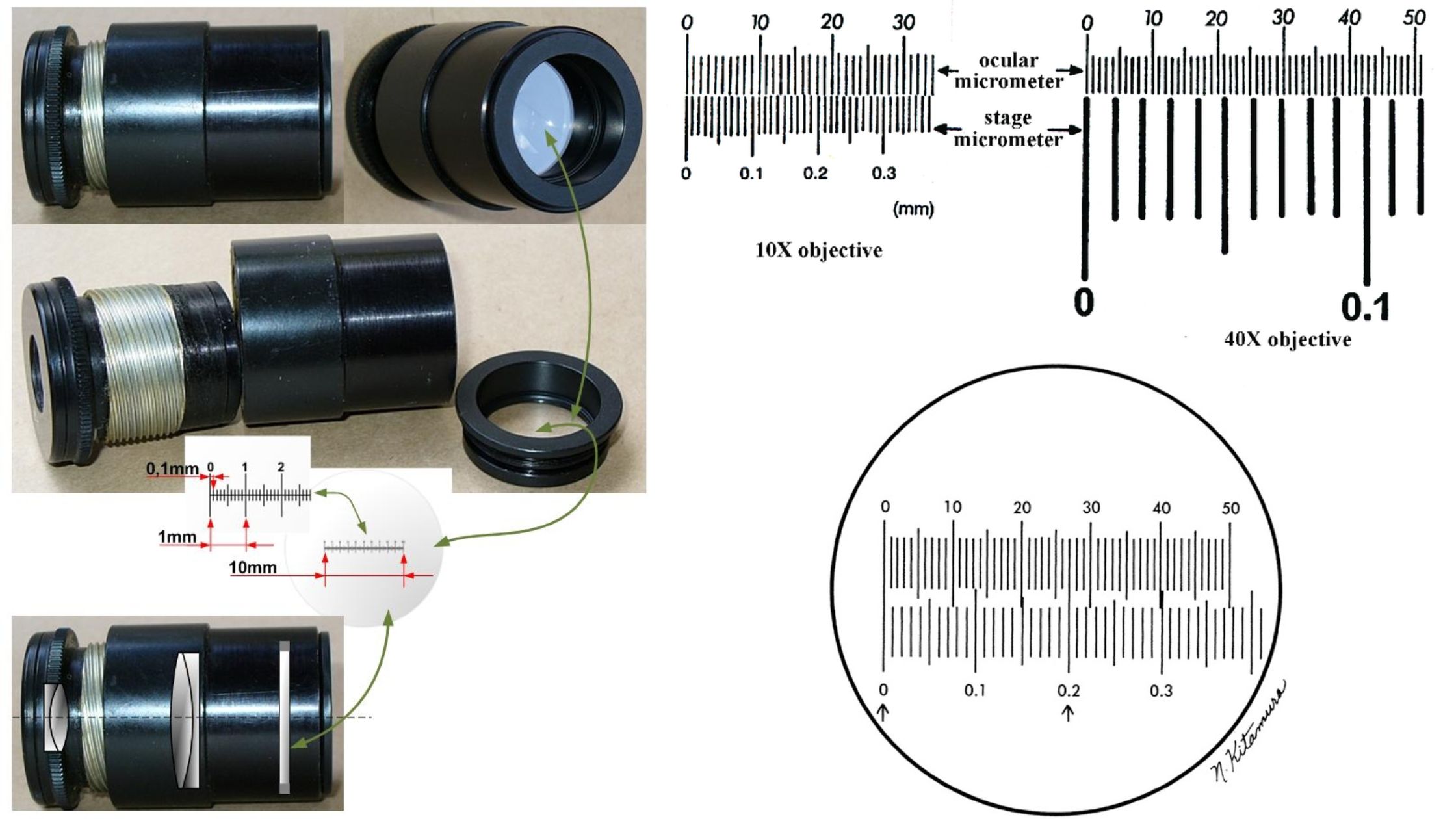 Ocular Micrometer - Definition, Principle, Parts, Applications