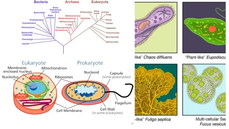 Organism - Definition, Types, Structure, Examples