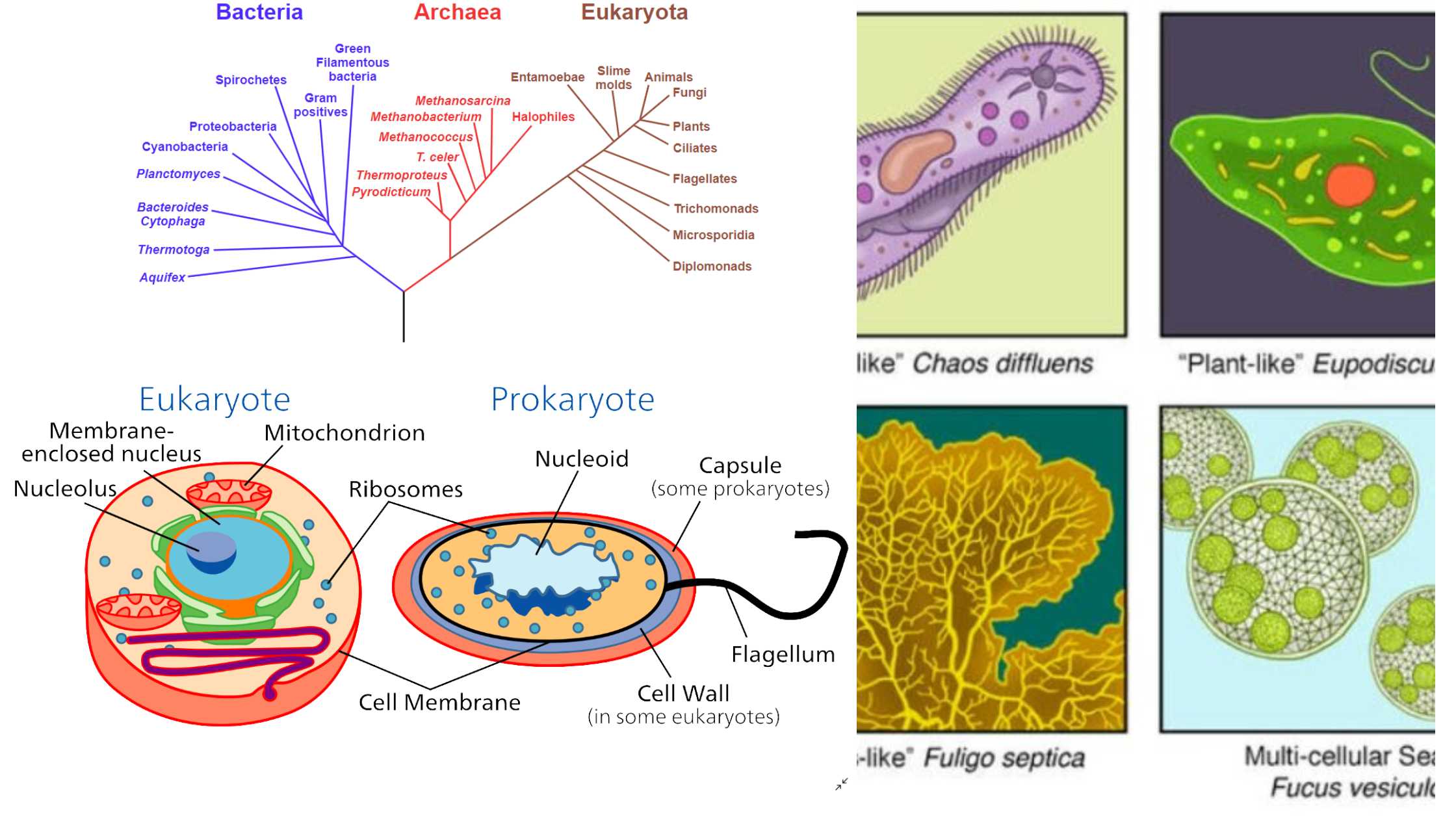 Organism - Definition, Types, Structure, Examples