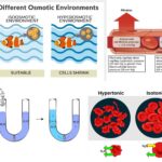 Osmotic Pressure - Definition, Equations, Types, Importance, Examples