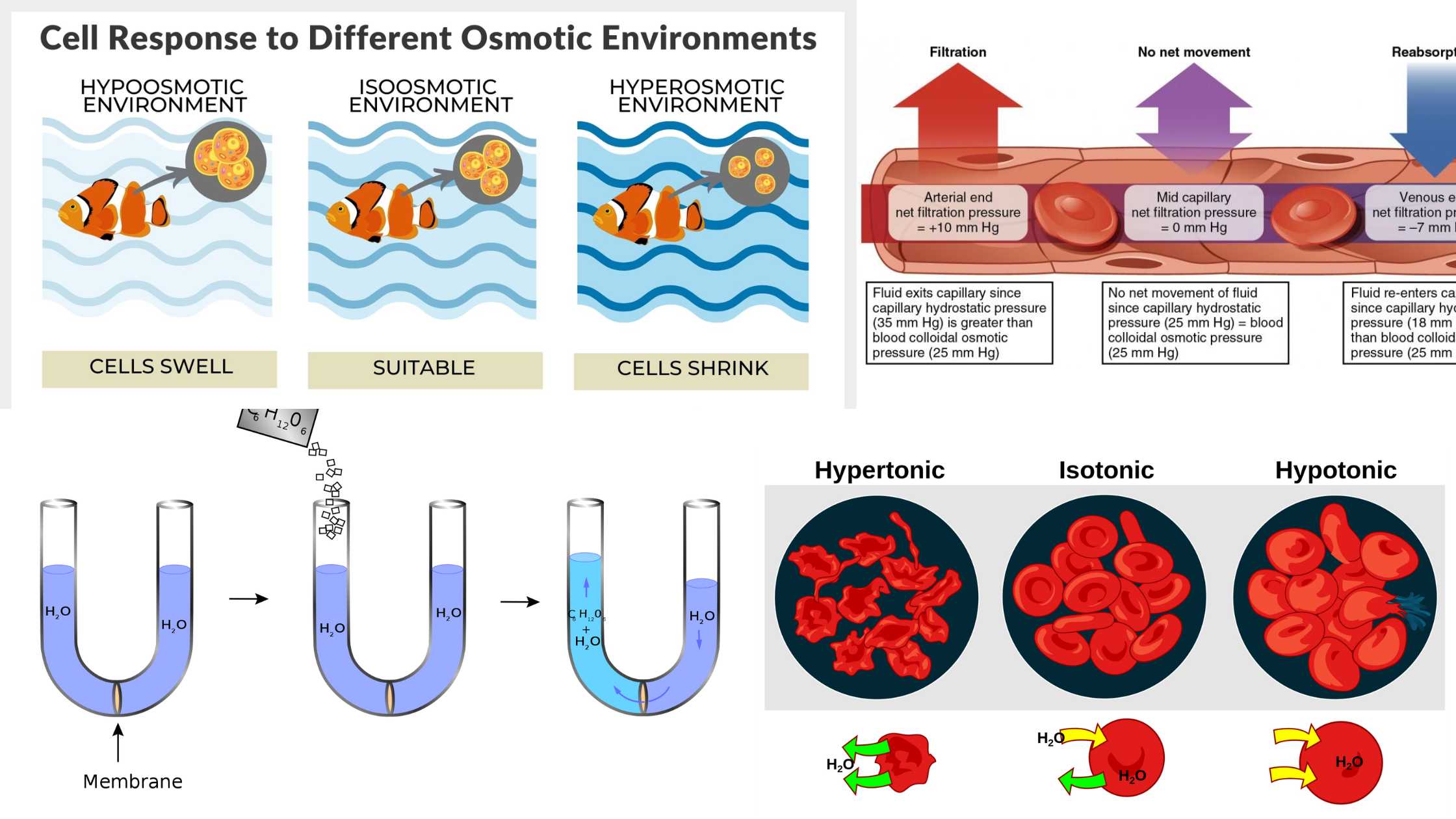 Osmotic Pressure - Definition, Equations, Types, Importance, Examples