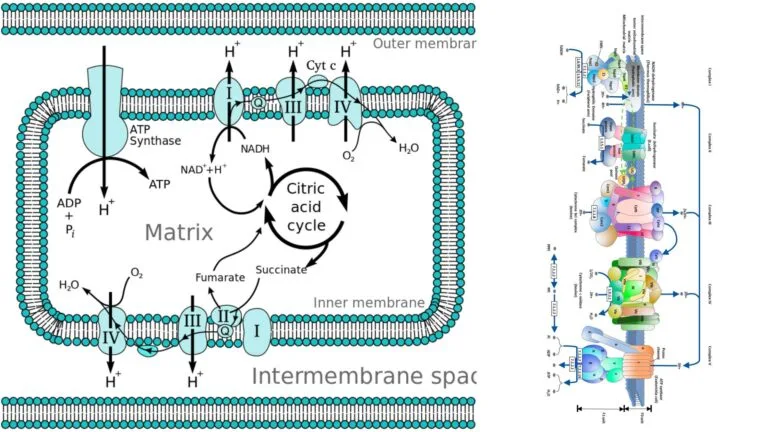 Oxidative Phosphorylation - Definition, Steps, Enzymes, Factors