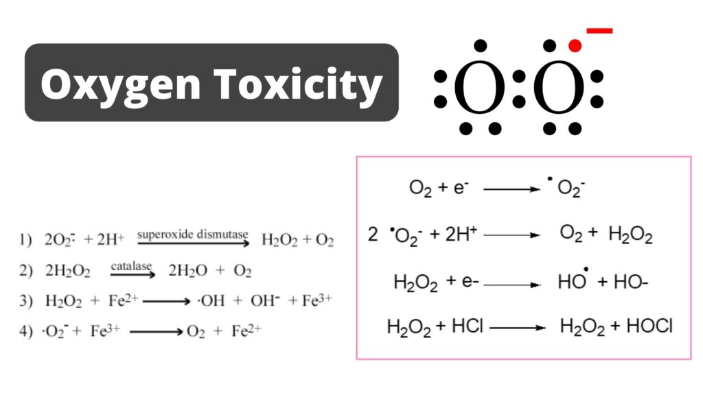 Oxygen Toxicity - Mechanism, Damages, Protective Mechanism - Biology ...