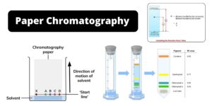 Paper Chromatography – Principle, Types, Instrumentation, Steps