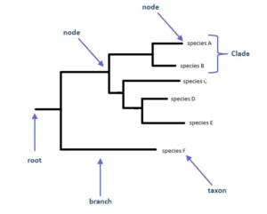 Phylogenetic Tree – Definition, Types, Steps, Methods, Uses