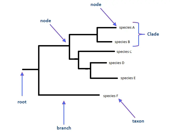 Phylogenetic Tree - Definition, Types, Steps, Methods, Uses - Biology ...