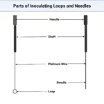Inoculating Loops and Needles - Principle, Parts, types, Procedure, Applications 3 Inoculating Loops and Needles