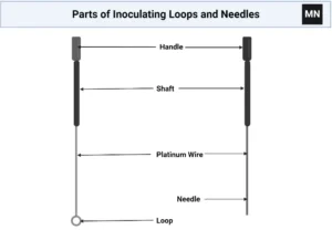 Inoculating Loops and Needles – Definition, Principle, Parts, Procedure, Applications