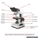Parts of a Microscope and Their Functions