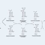 Pentose Phosphate Pathway - Definition, Steps, Regulation, Importance