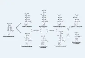 Pentose Phosphate Pathway – Definition, Steps, Regulation, Importance