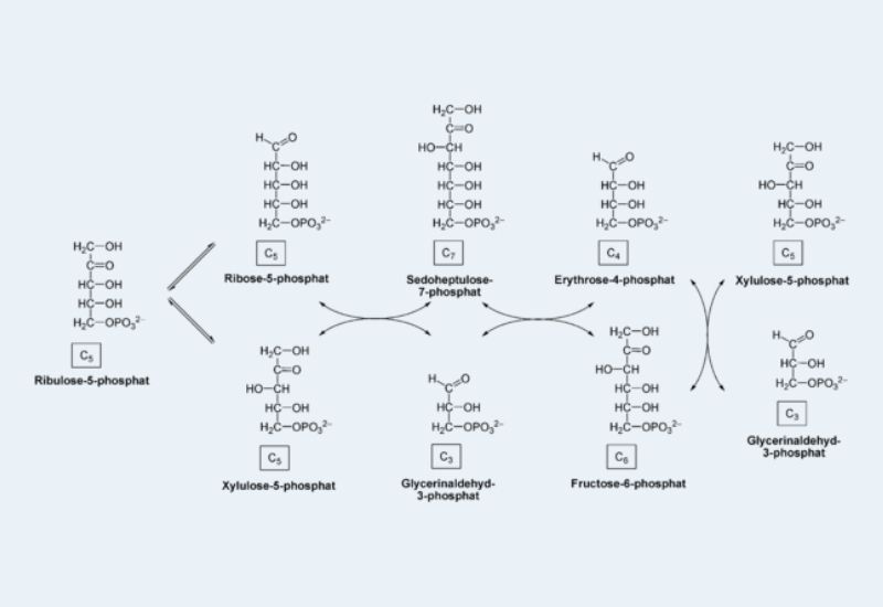 Pentose Phosphate Pathway - Definition, Steps, Regulation, Importance