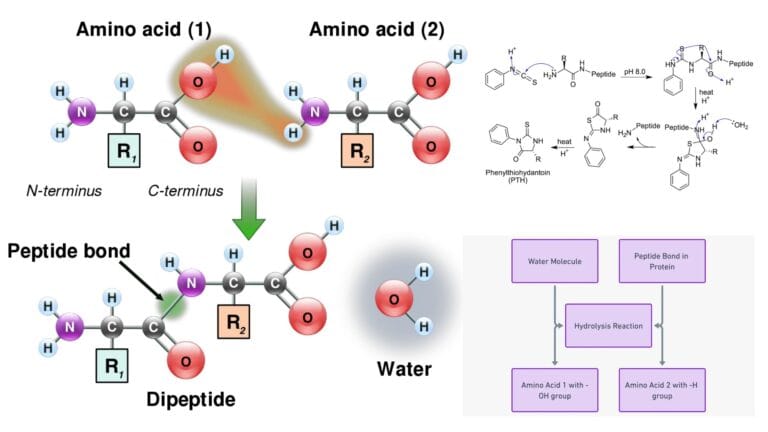 Peptide Bond - Definition, Structure, Formation, Hydrolysis, Examples