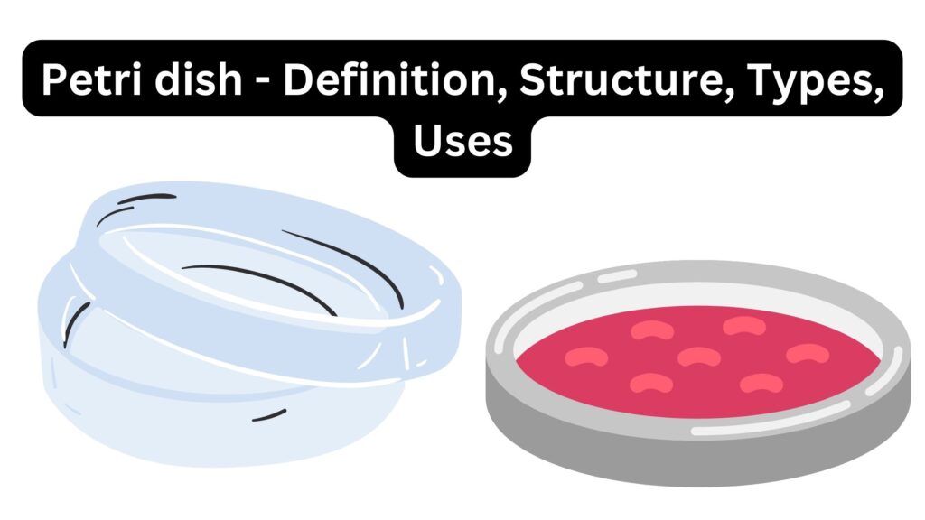 Petri dish Definition, Structure, Types, Uses Biology Notes Online