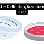 Petri dish - Definition, Structure, Types, Uses