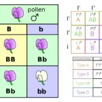 Phenotype - Definition, Importance, Examples