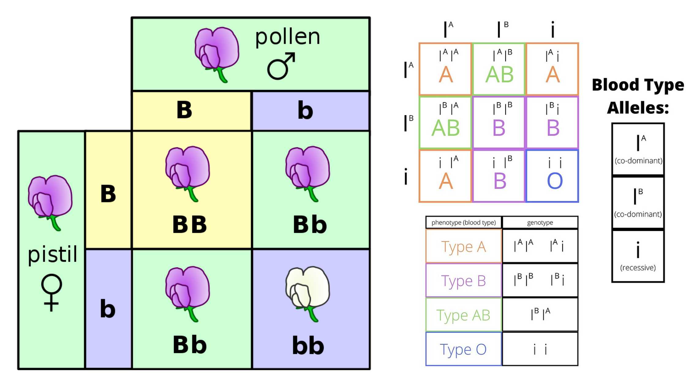 Phenotype - Definition, Importance, Examples