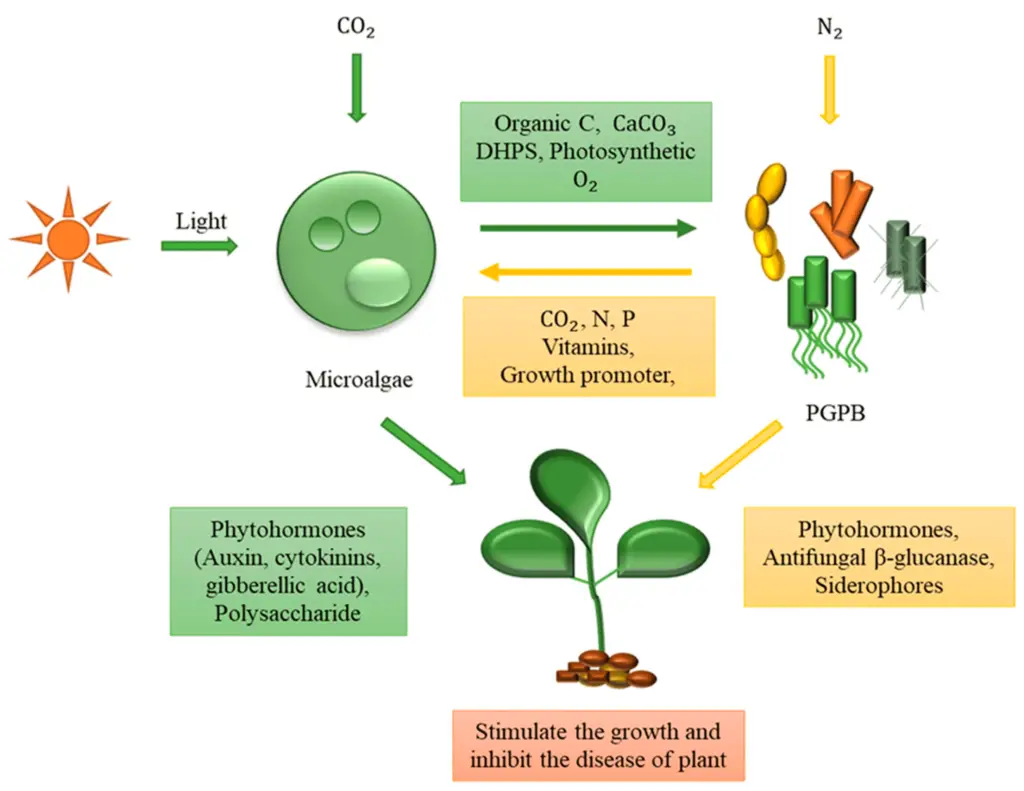 Photoautotroph - Definition, Importance, Examples - Biology Notes Online