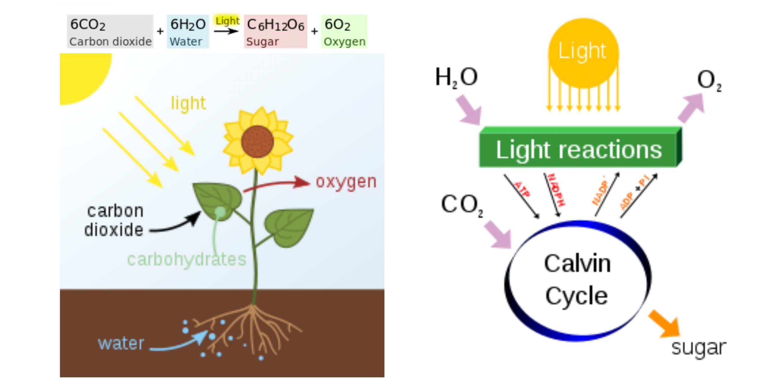 Photosynthesis - Definition, Steps, Equation, Process, Diagram, Examples