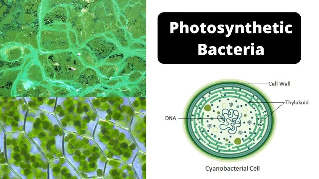 Photosynthetic Bacteria - Examples, Definition, Vs Chemosynthetic 