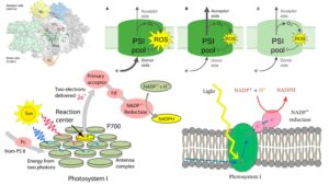Photosystem I (PS1) – Structure, Functions