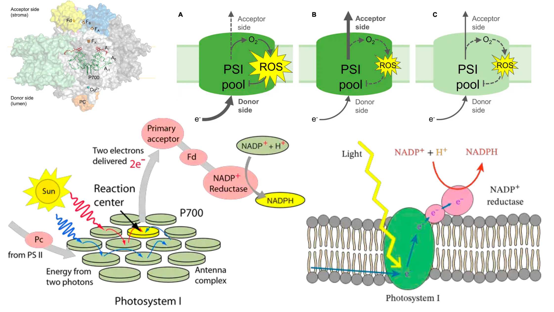 Photosystem I (PS1) - Structure, Functions