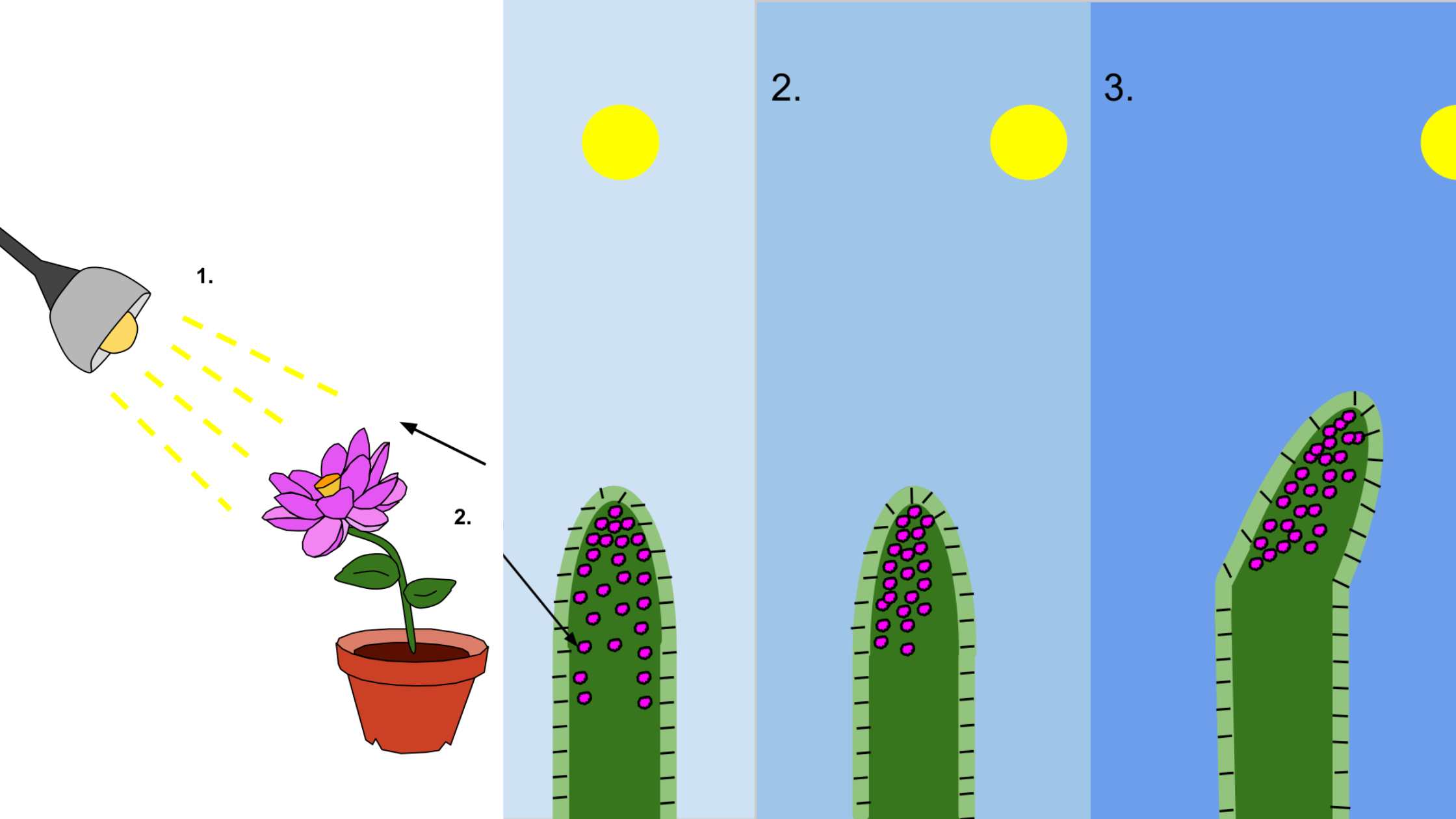 Phototropism - Definition, Types, Mechanism, Importance, Examples