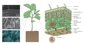 Phyllosphere Microorganisms – Examples, Factors, Effects